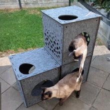 Pryde Cat Play Cube